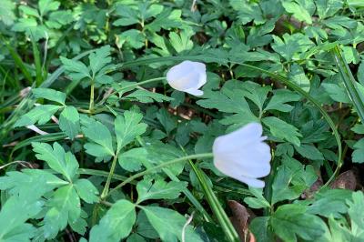 <i>Anemone nemorosa</i>