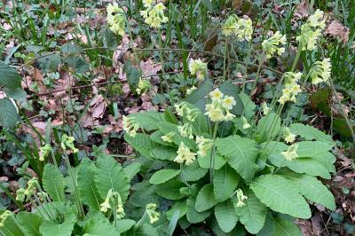 <i>Primula elatior</i>