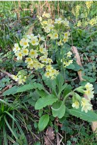 <i>Primula elatior</i>