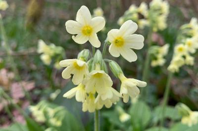 <i>Primula elatior</i>