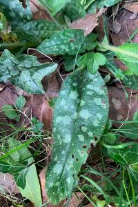 <i>Pulmonaria officinalis</i>