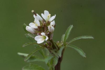 <i>Cardamine hirsuta</i>