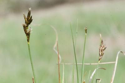 <i>Carex praecox</i>