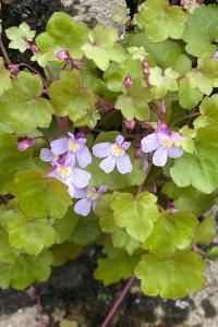 <i>Cymbalaria muralis</i>