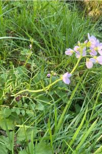 <i>Cardamine pratensis</i>