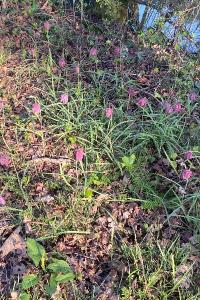 <i>Fritillaria meleagris</i>