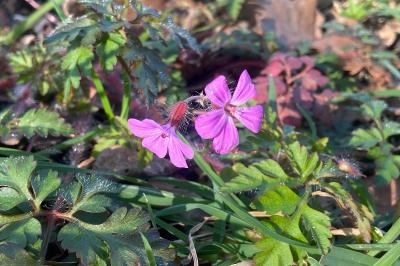 <i>Geranium robertianum</i>