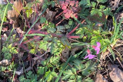<i>Geranium robertianum</i>
