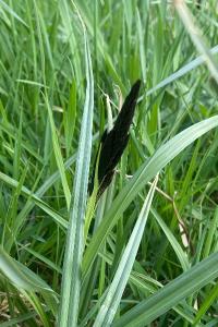 <i>Carex</i>