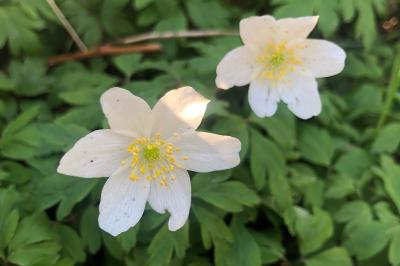 <i>Anemone nemorosa</i>