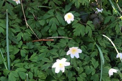 <i>Anemone nemorosa</i>