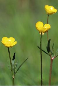 <i>Ranunculus bulbosus</i>