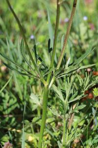 <i>Ranunculus bulbosus</i>
