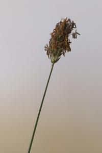 <i>Alopecurus pratensis</i>