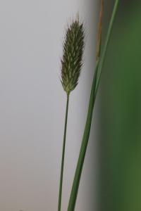 <i>Alopecurus pratensis</i>