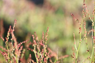 <i>Rumex acetosella</i>