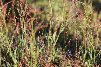 <i>Rumex acetosella</i>