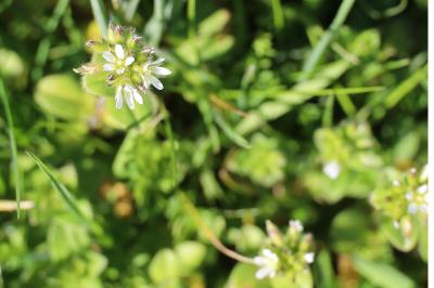 <i>Cerastium glomeratum</i>