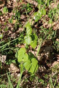 <i>Dioscorea communis</i>