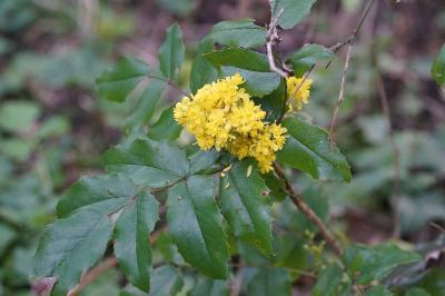 <i>Berberis aquifolium</i>