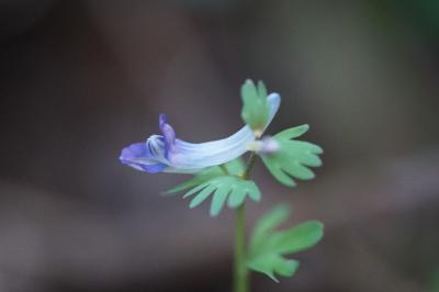 <i>Corydalis solida</i>