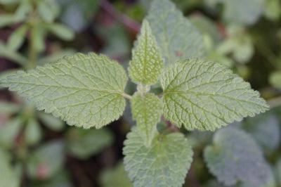 <i>Lamium galeobdolon</i>