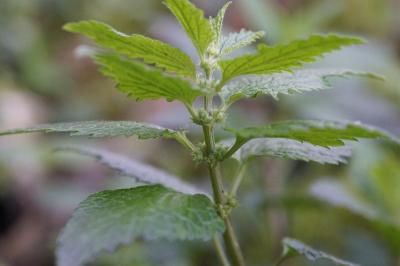 <i>Lamium galeobdolon</i>