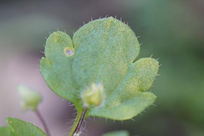<i>Veronica hederifolia</i>