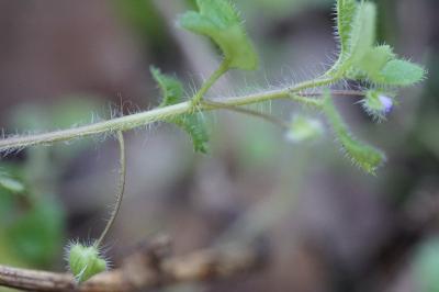 <i>Veronica hederifolia</i>
