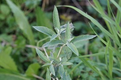 <i>Buddleja davidii</i>