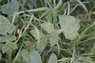 <i>Sonchus oleraceus</i>