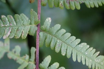 <i>Dryopteris filix-mas</i>