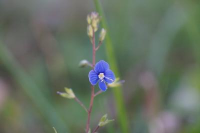 <i>Veronica chamaedrys</i>