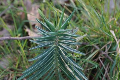 <i>Euphorbia lathyris</i>