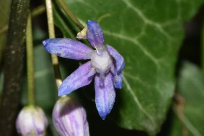 <i>Scilla bifolia</i>