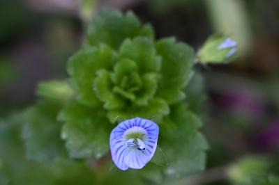 <i>Veronica persica</i>