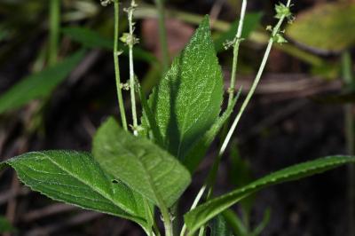 <i>Mercurialis perennis</i>