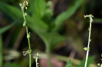 <i>Mercurialis perennis</i>