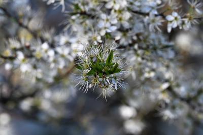 <i>Prunus spinosa</i>