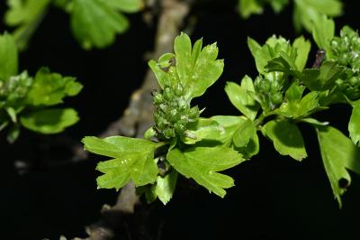 <i>Crataegus monogyna</i>