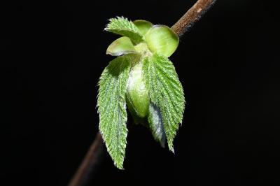 <i>Corylus avellana</i>