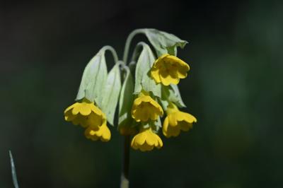 <i>Primula veris</i>