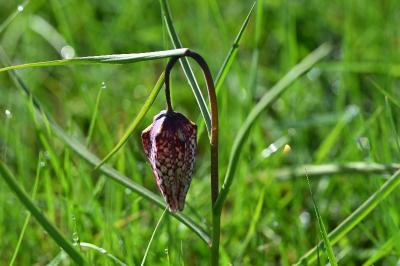 <i>Fritillaria meleagris</i>