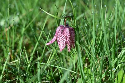 <i>Fritillaria meleagris</i>