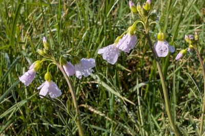 <i>Cardamine pratensis</i>
