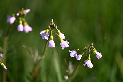 <i>Cardamine pratensis</i>