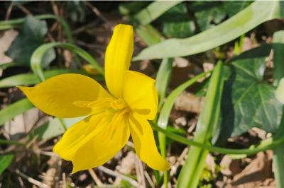 <i>Tulipa sylvestris</i>
