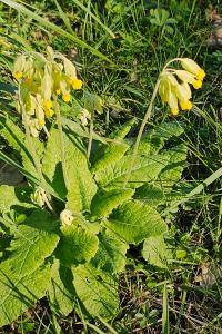 <i>Primula veris</i>