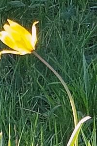 <i>Tulipa sylvestris</i>
