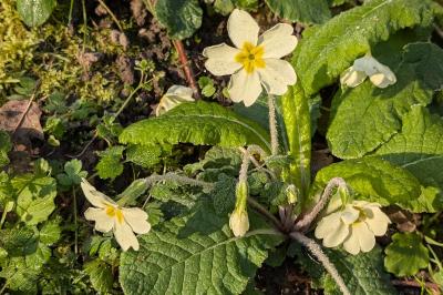 <i>Primula vulgaris</i>